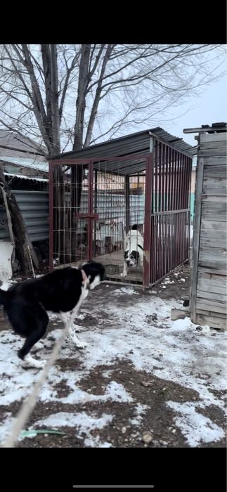 Валерь  цена 100 тысяч