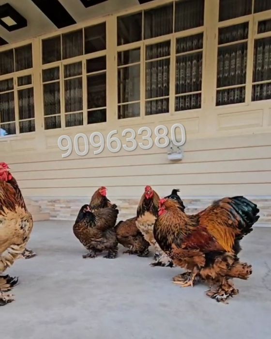 Брама палевый пух тухм жужалари сотилади