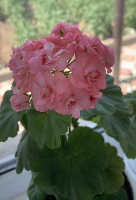 Пеларгония Grainger’s Antique Rose