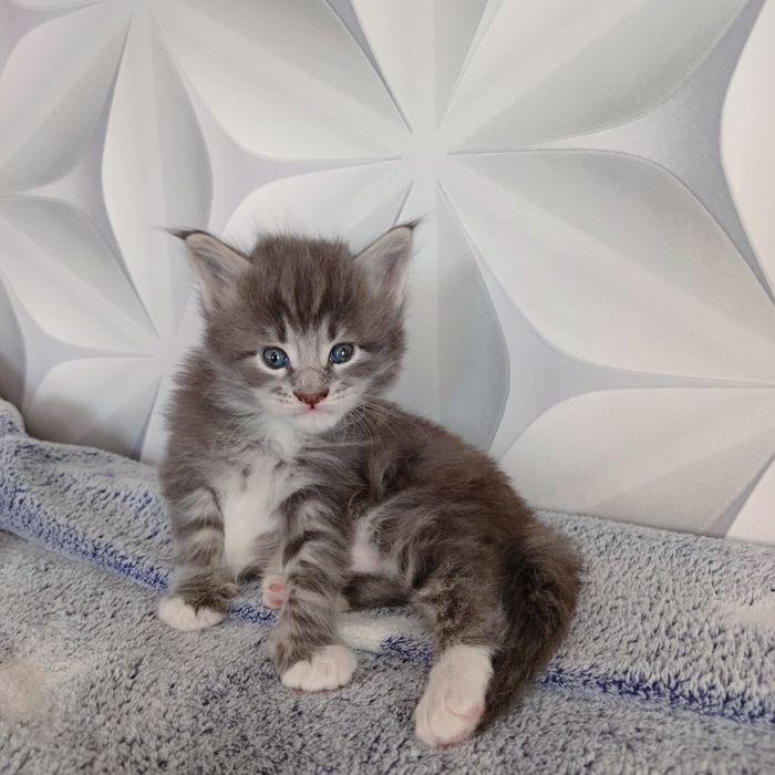 Шикарные  Мейн Куны.