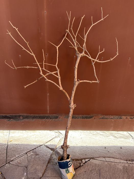 Ветки орешника, корилус, корелиус