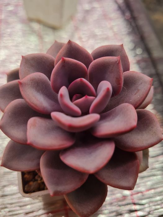 Суккуленты,домашние цветы