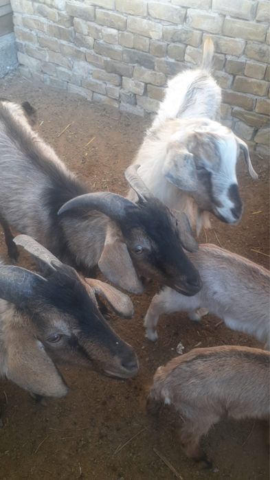 Породный ешкы (теке)