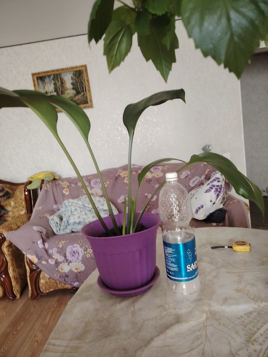 Продам цветы большие
