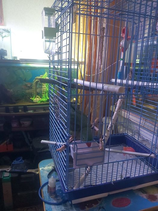 Продам попугая Александрийского