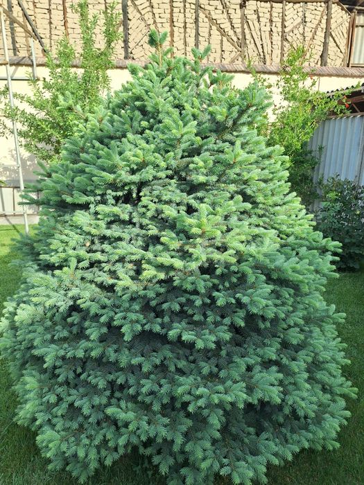 Галубая ель 2 штуки