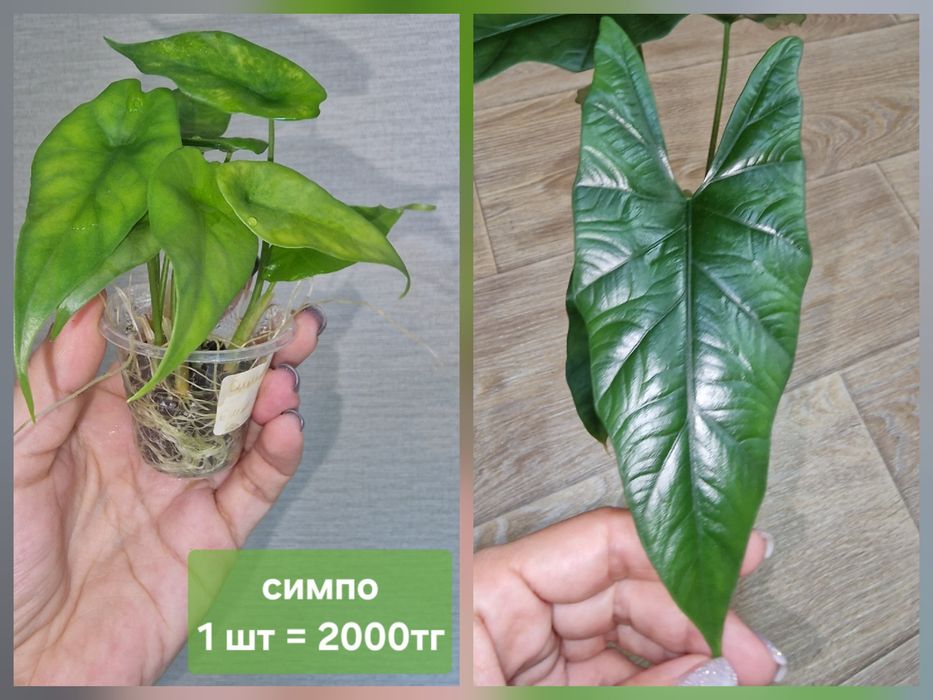 Комнатные цветы (адаптированные)