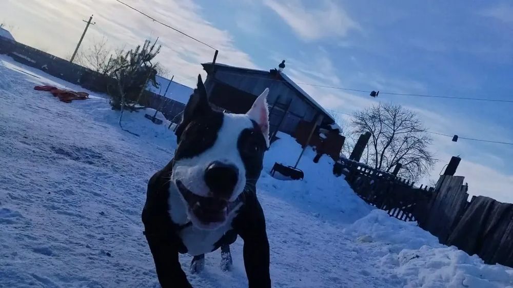 Амстафф 9 месяцев