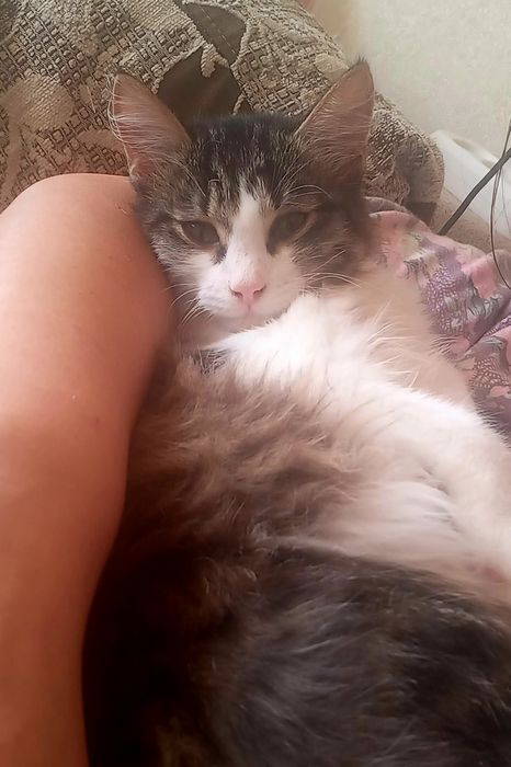 Пристраивается котенок