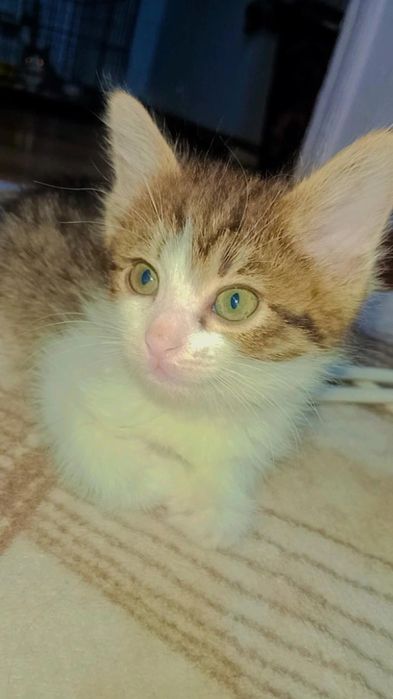 В ответственные руки котёнок