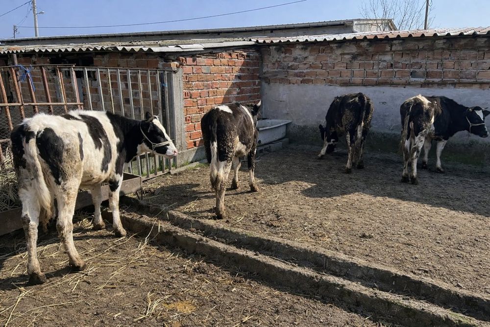 Свободни 4бр женски  едри телета по 300кг всяко.