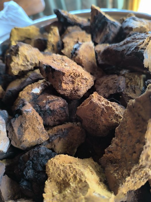 Продам чагу( свежая)