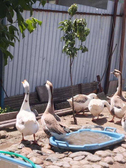 Инкубационное яйцо гусей