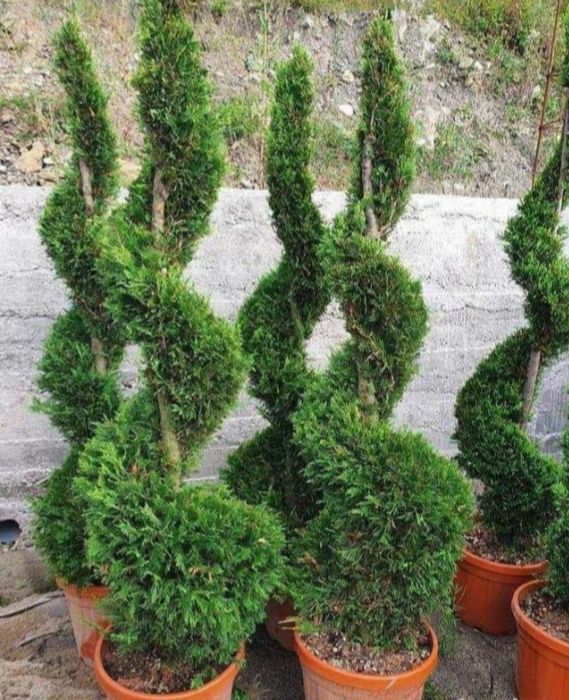 Magnolie tufa pon pon spirala