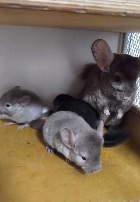 Шиншиллы девочка и мальчики