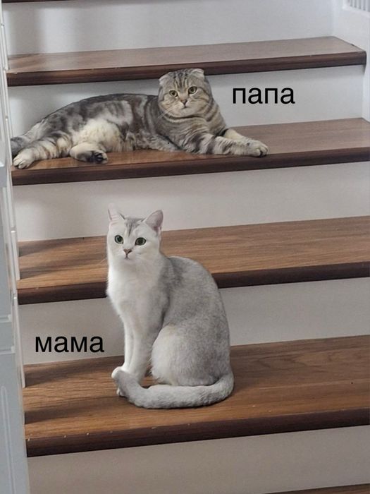 Продаю котят шотландцев