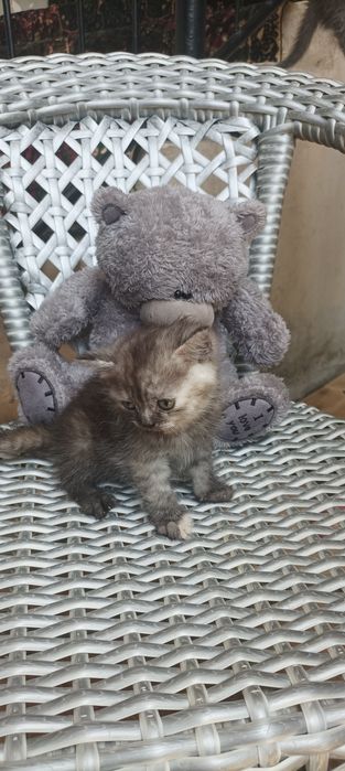 Продается  Кошка