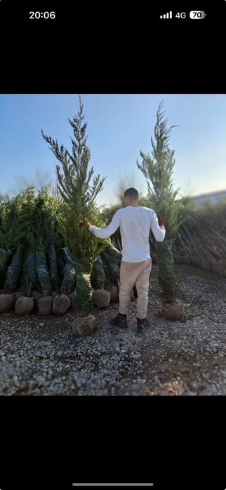 Amenajări grădini cu plante ornamentale