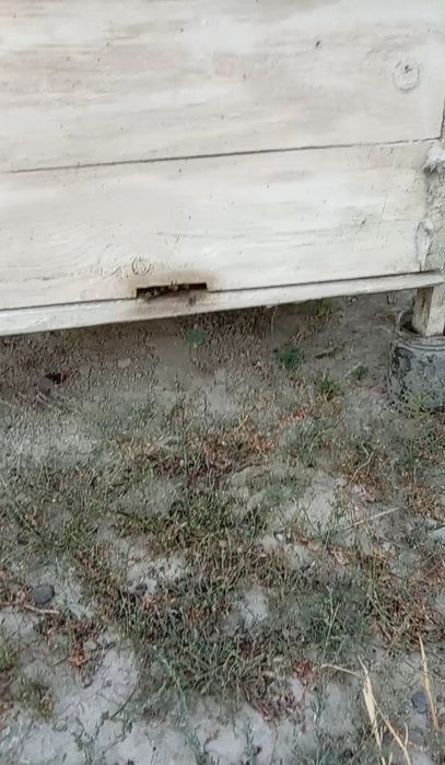Asalarilar sotiladi, 6 quti asal arilar