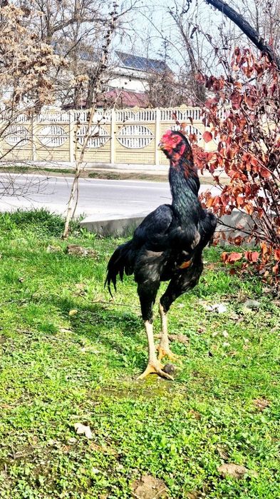 ELITA SHAMO DAKAN!
Baland bo‘yli, oyoqlari toshdek, xarakteri yirtqich
