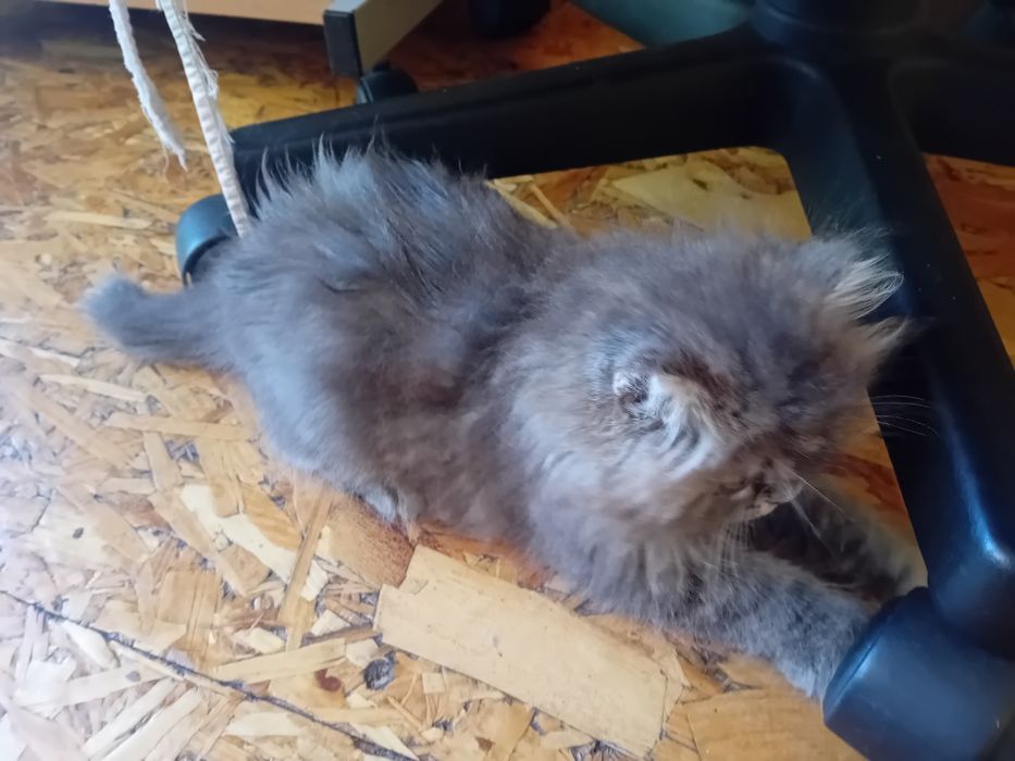 Персийски котки женски и мъжки