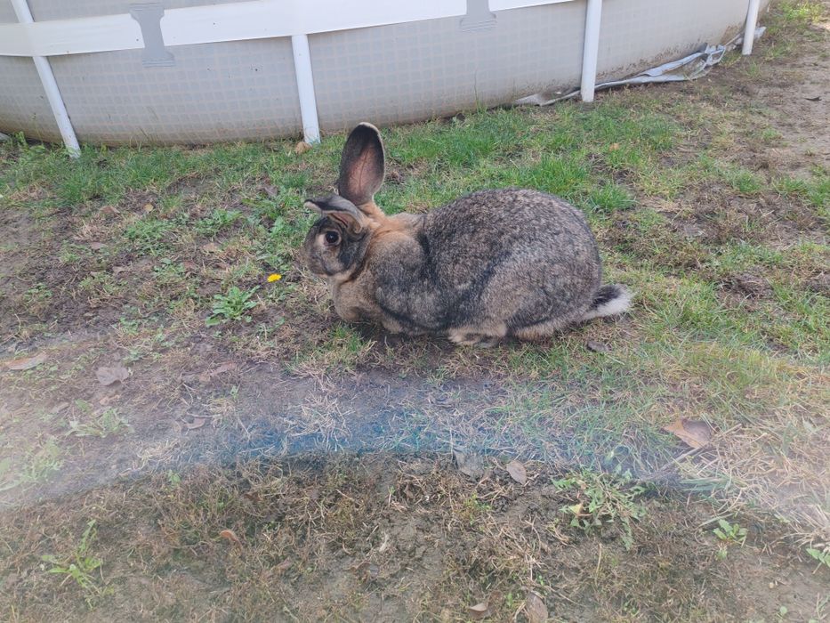 O iepurita foarte frumoasa își cauta casă