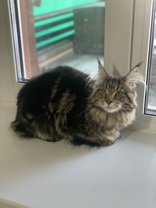 Продам котенка девочку мейн кун