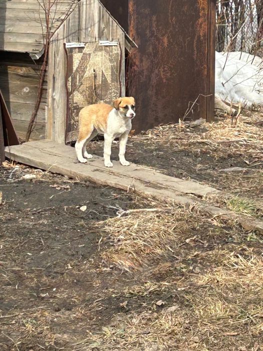 Продам щенков. Мать тазы, отец овчарка.