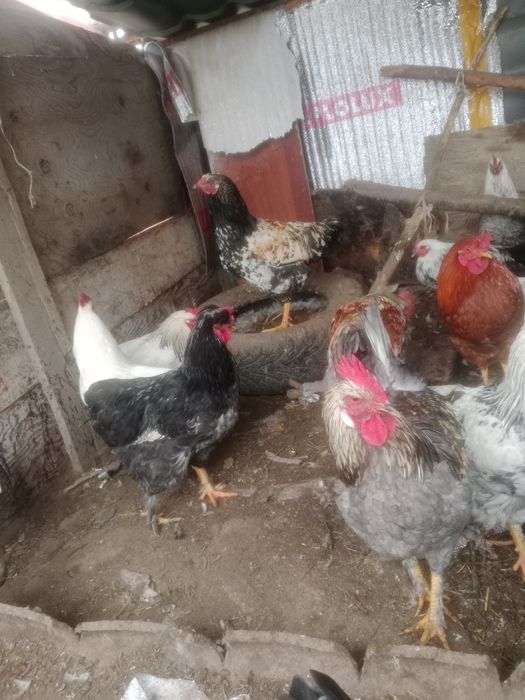 Петух продам петух