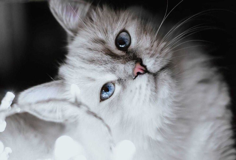 Фотоаппарат Canon 650D