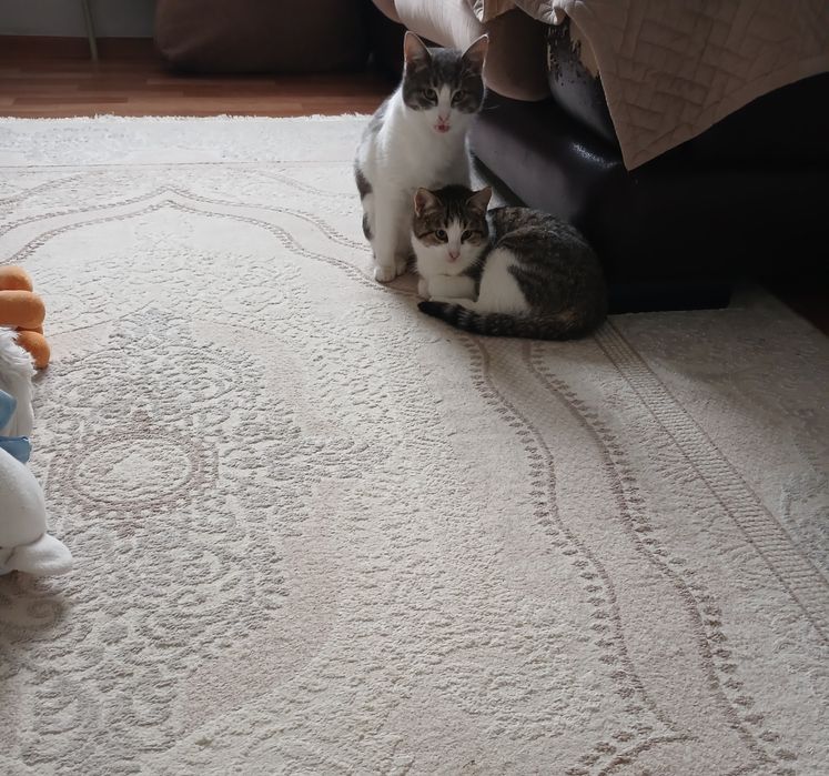 Отдаю в добрые руки котят