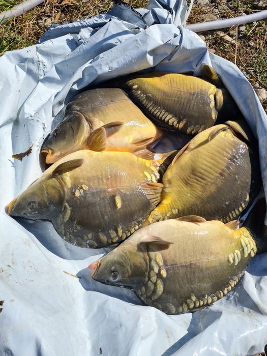 Puiet Crap Frasinet, lin, cten