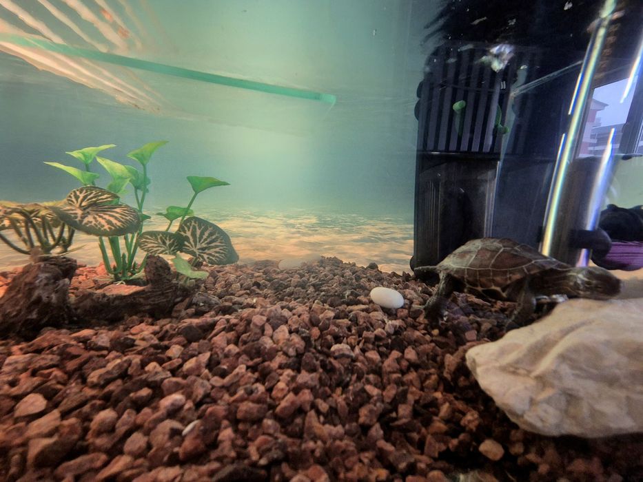 Vand broscute testoase