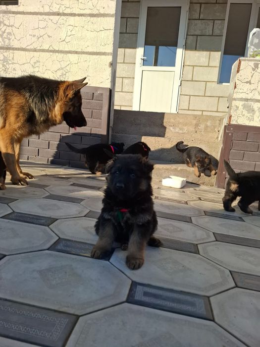 Немецские овчарки