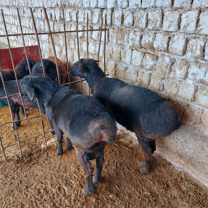 Qassob servis qassob xizmati pokiza va xalol