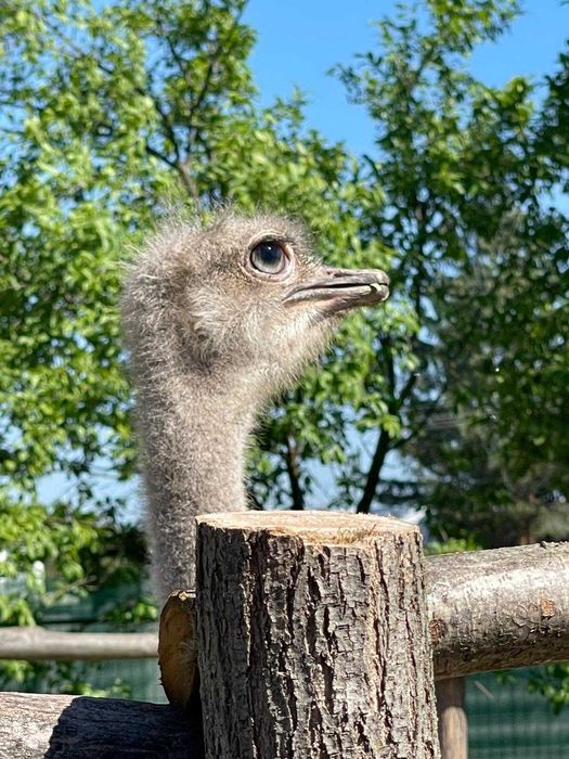 Vand Struti o femela si un mascul in varsta de 3-4 ani