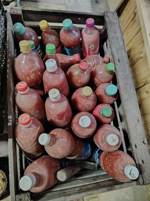 Продам кобру помидоры