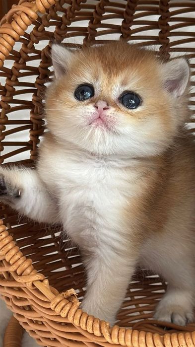 Чистокровные малыши от правильной вязки