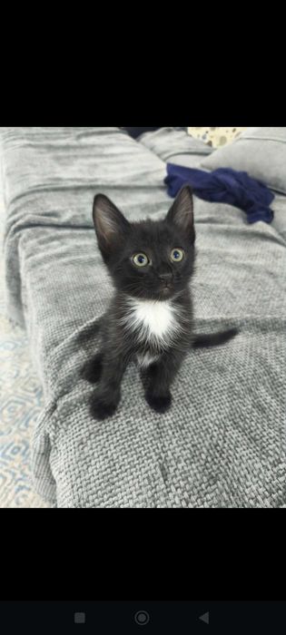 Отдам котят в добрые руки бесплатно