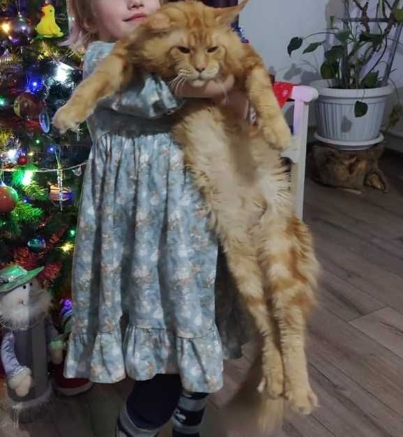 котятя породы Мейн кун