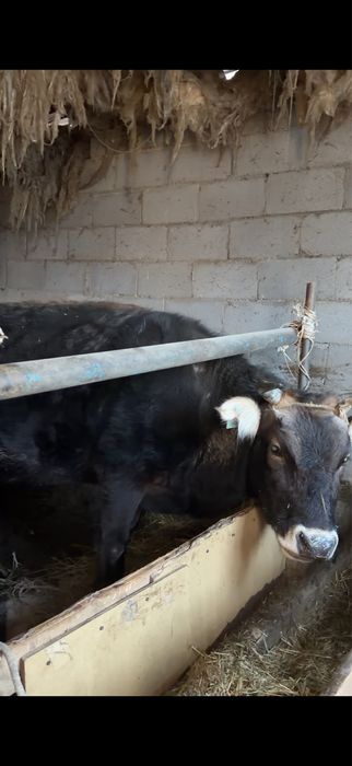 Сиыр сатылады, корова , крс