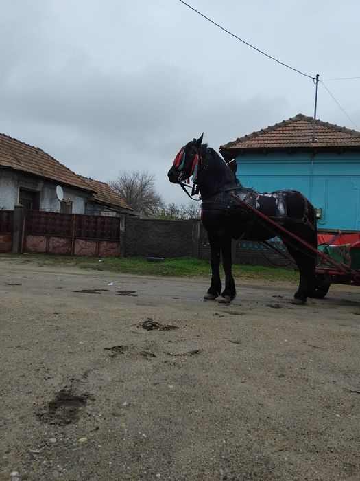 Armasar ,Vârstă 9 ani