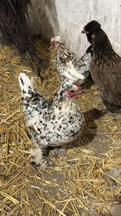 Карликовые бентамки куры