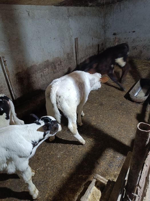 de vânzare 6 viței de rasa