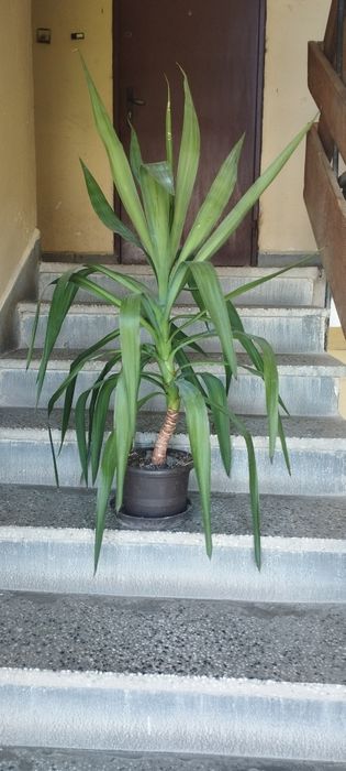 Палми Юка 40 до 180см