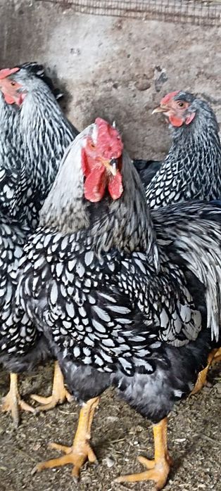 Инкубационный яйцо виондот