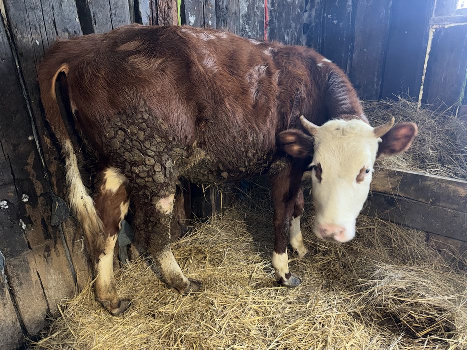 Бычки крс 3 головы