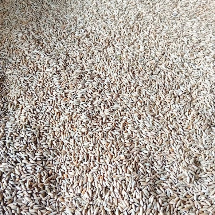 Secara și ovaz de producție 2025