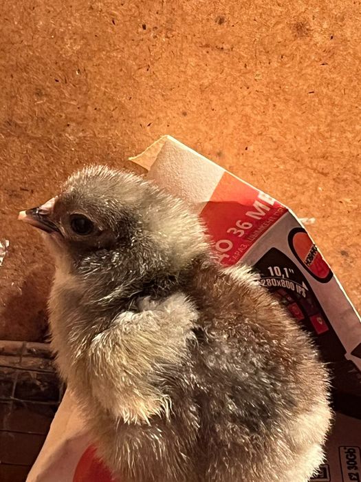 Продаются цыплята вылупились 22апреля