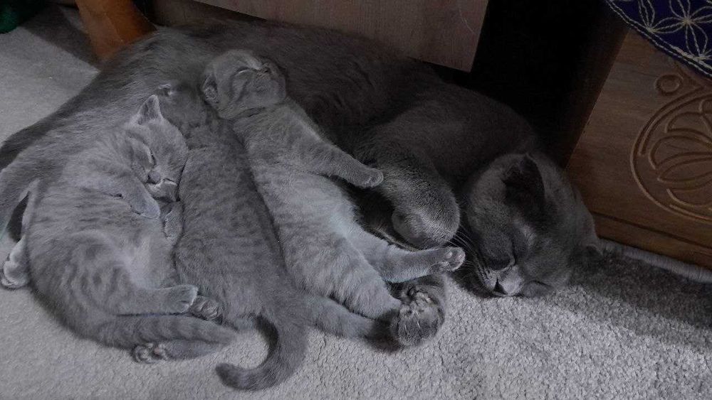 Продаются котята, девочки, одна страйт, 2 фолд вислоухие